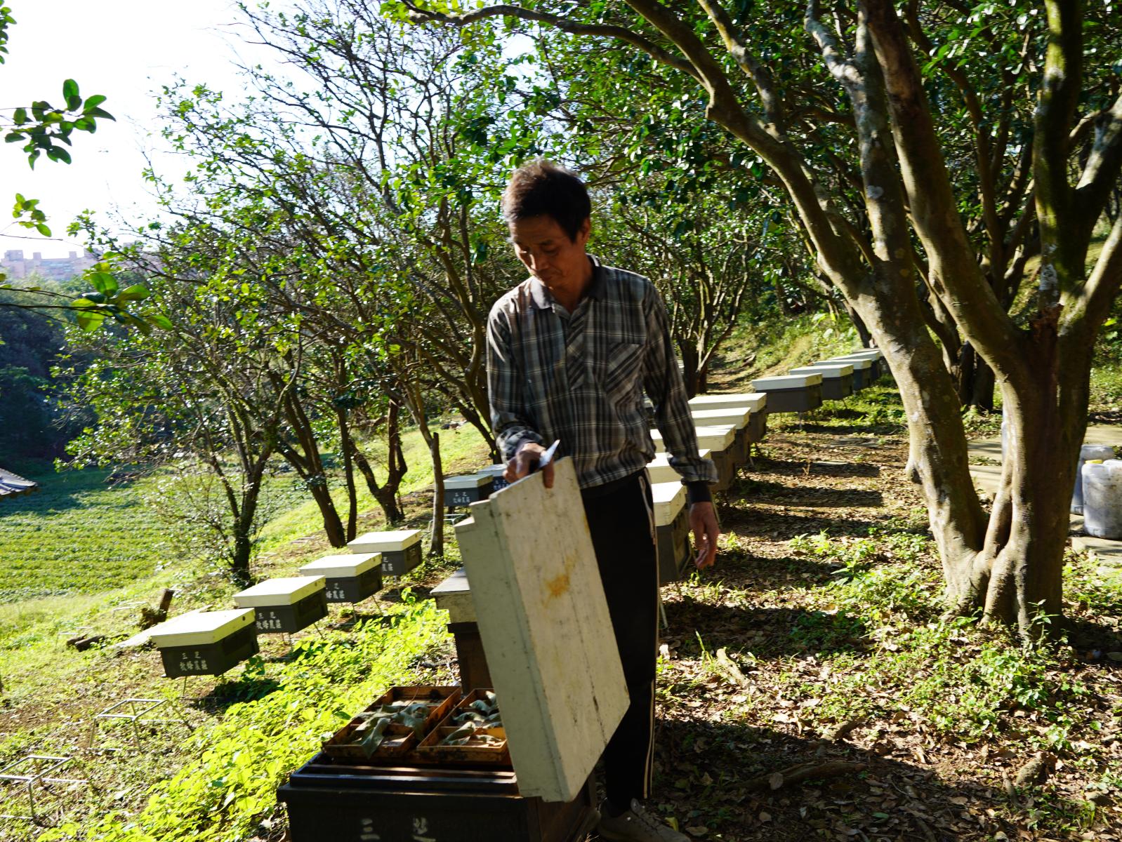 蜜蜂生態介紹