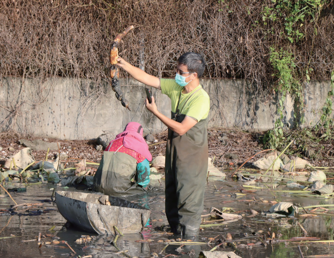 蓮藕田採蓮藕製作教材