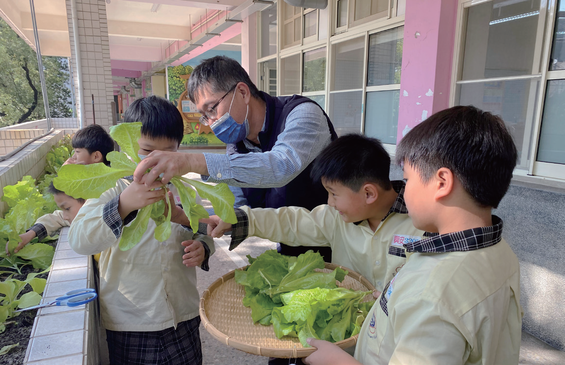 教小朋友採收蔬菜把枯黃葉留在原地當肥料