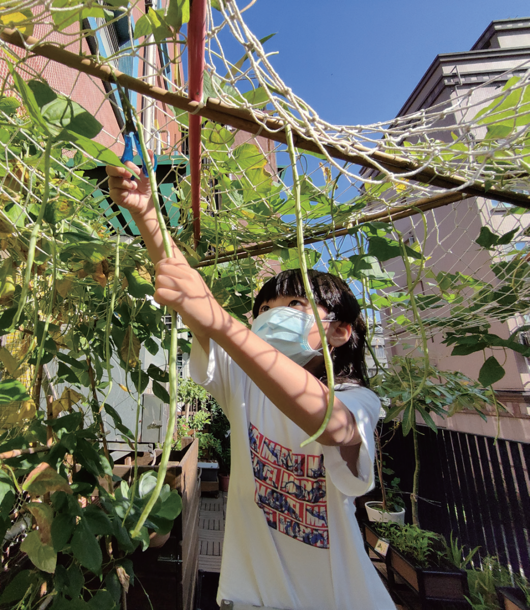 小田園採收長豆