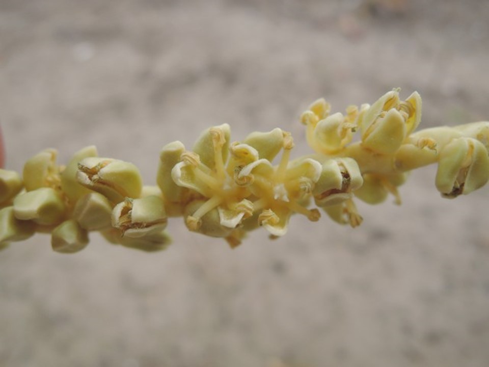 花序中間為已開花的雄花