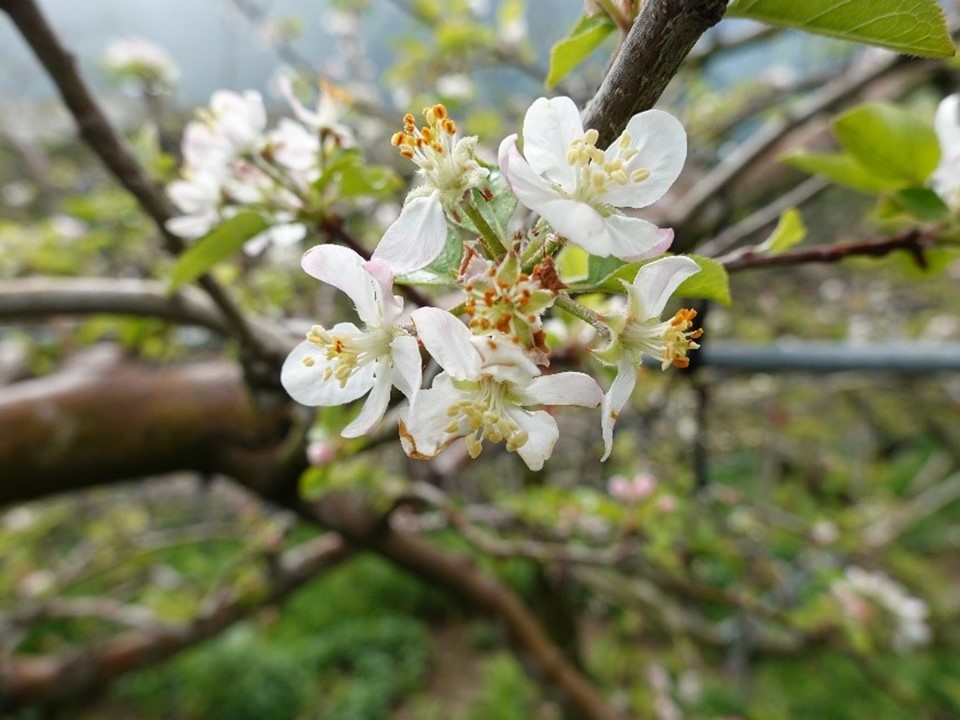 蘋果樹開花