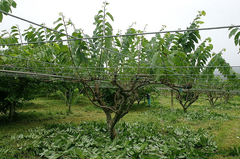鳳梨釋迦夏季修剪後