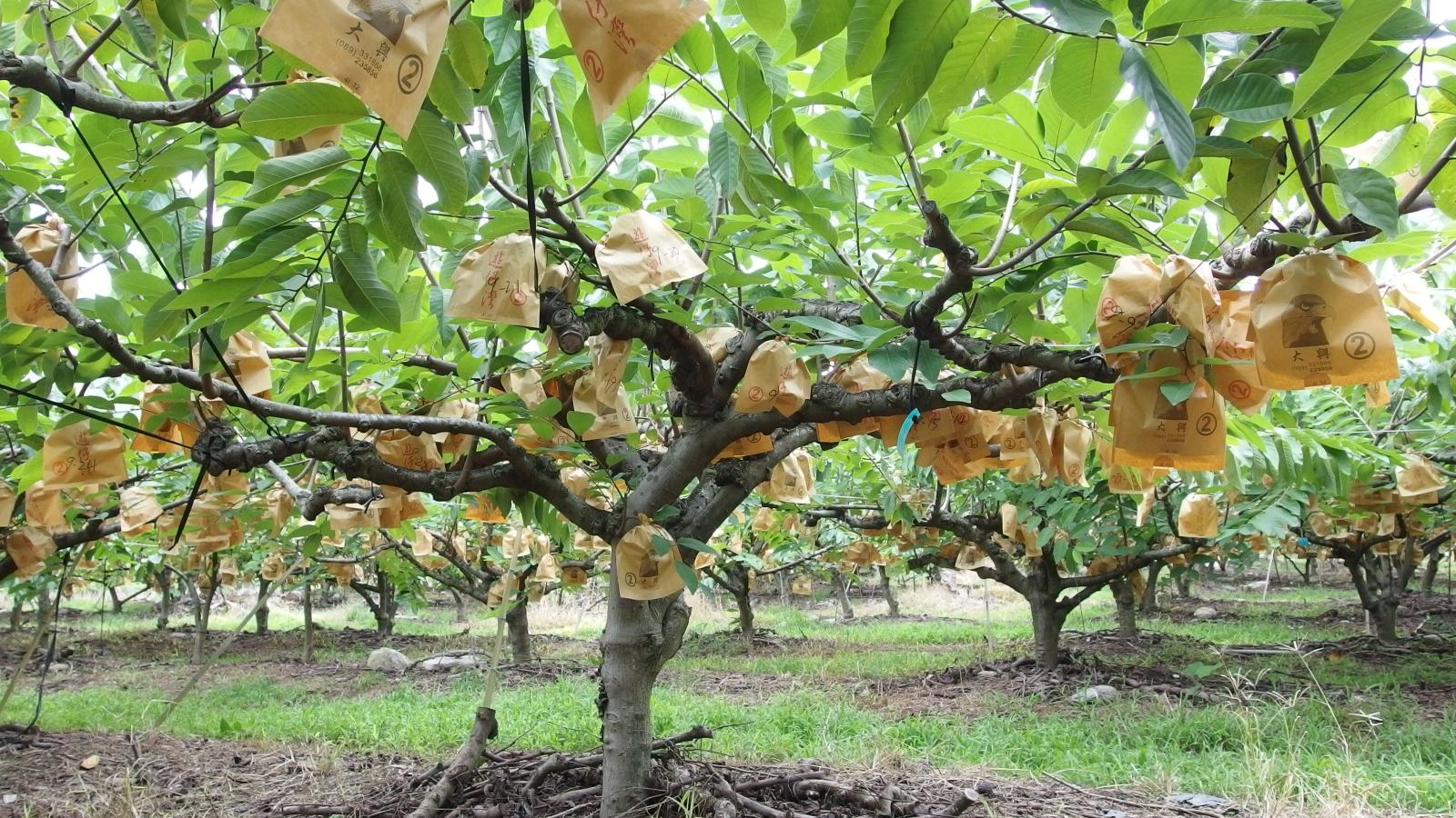 已套袋鳳梨釋迦植株