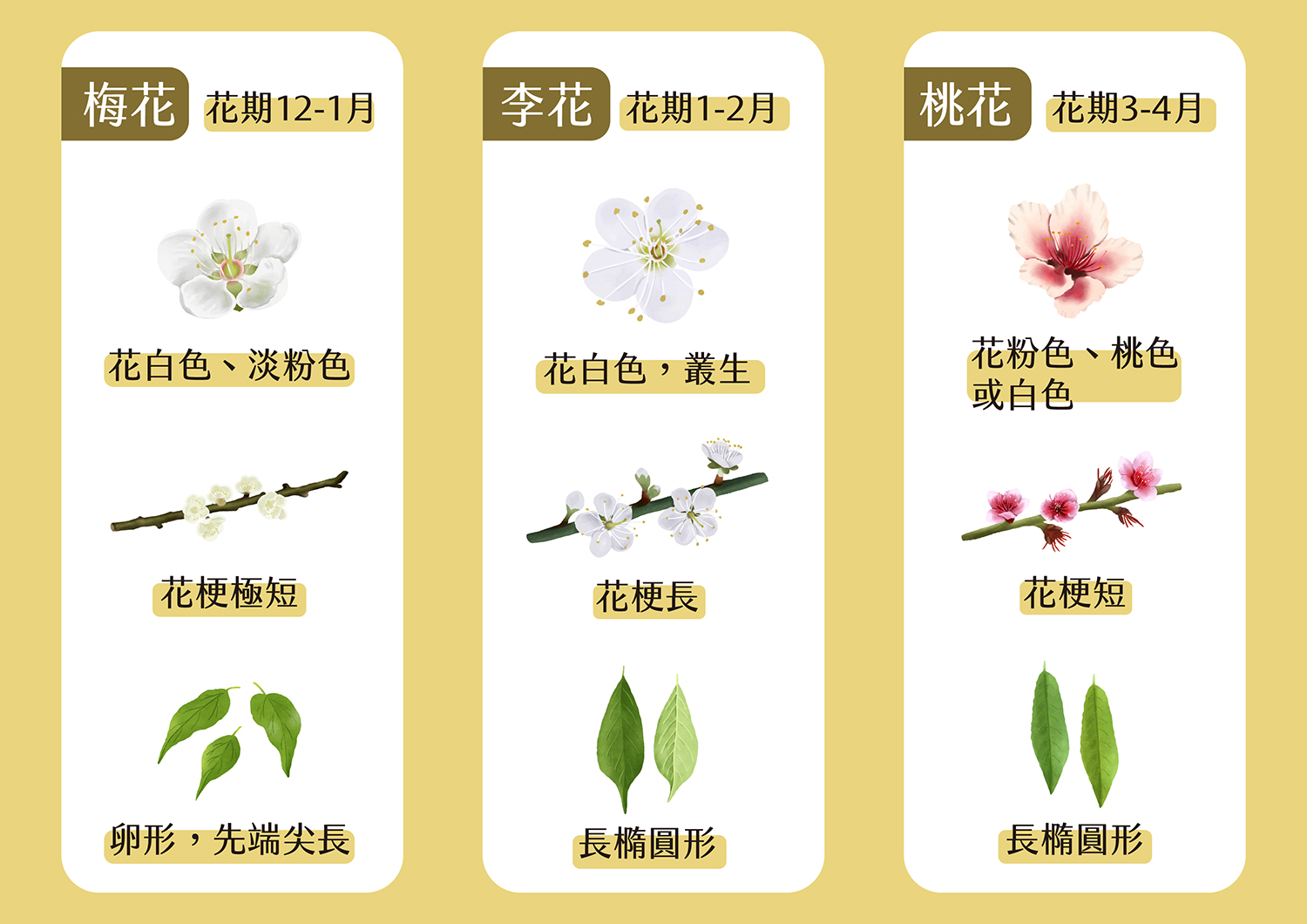 梅花、李花、桃花怎麼分