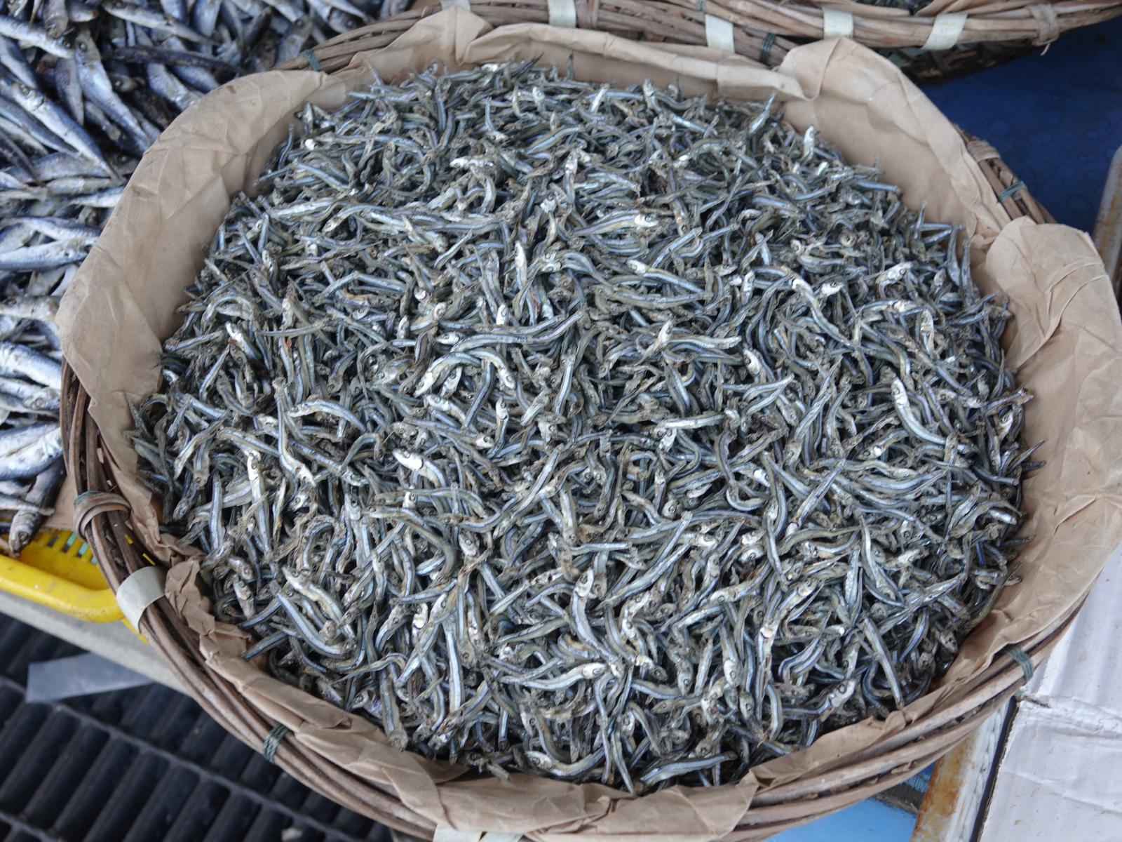 丁香魚的營養價值