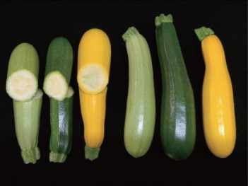 夏南瓜 (Zucchini)