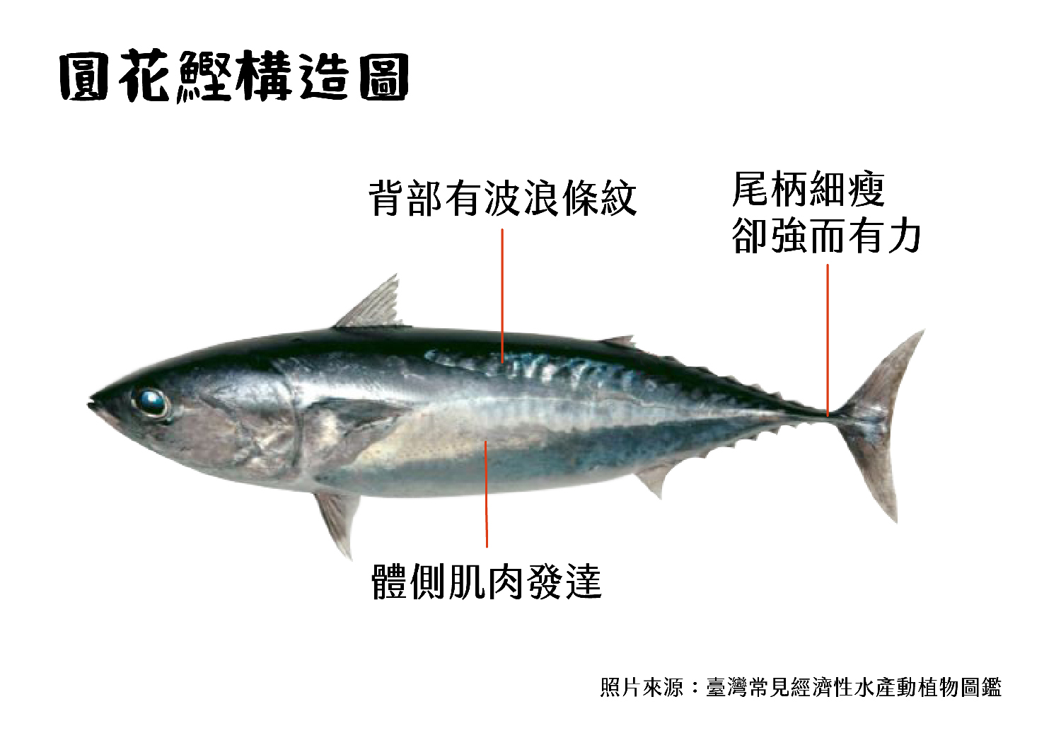 鰹魚特徵