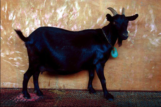 臺灣黑山羊(Taiwan black goat)
