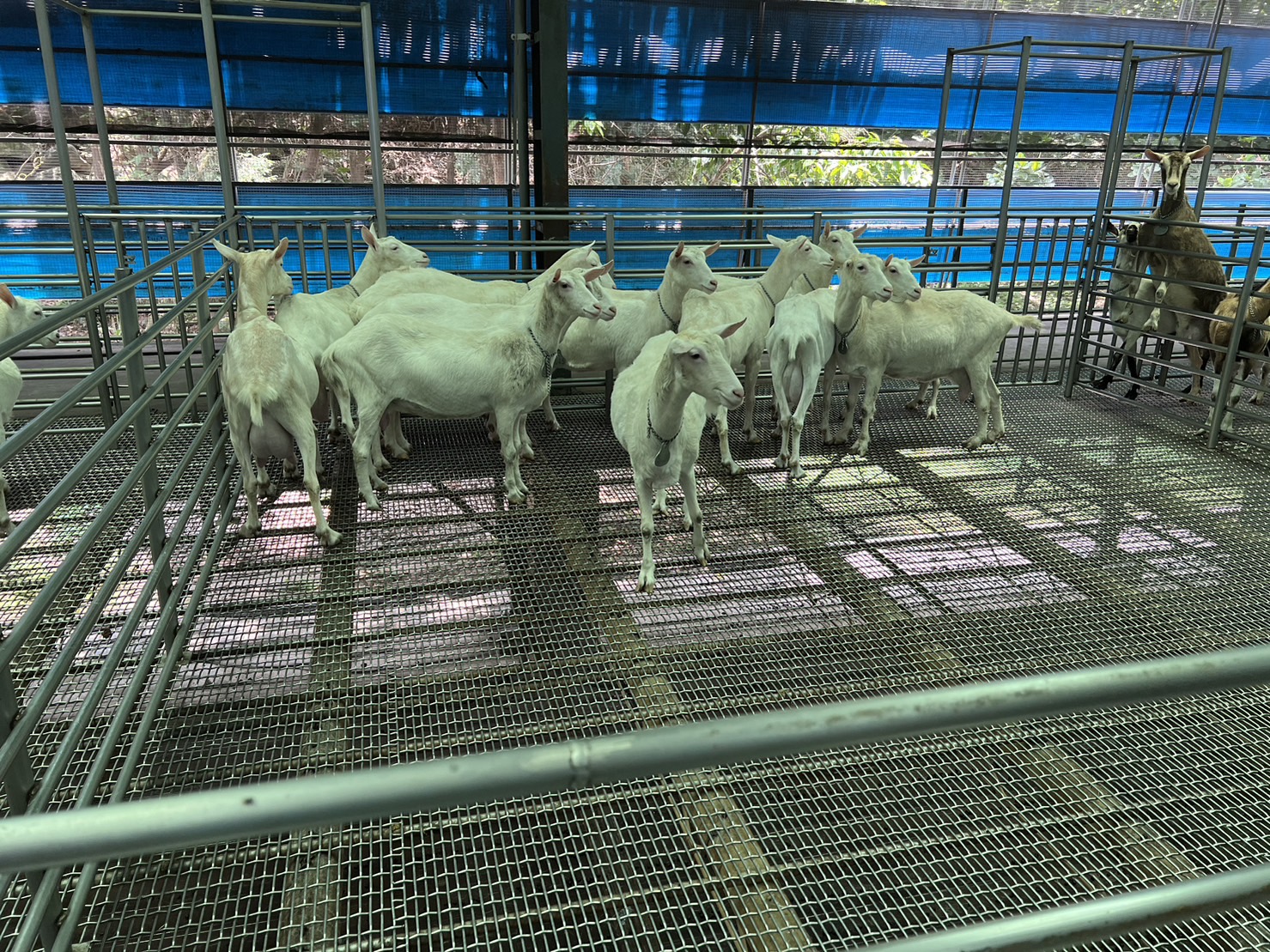 泌乳羊（照片來源：畜產試驗所郭卿雲研究員）