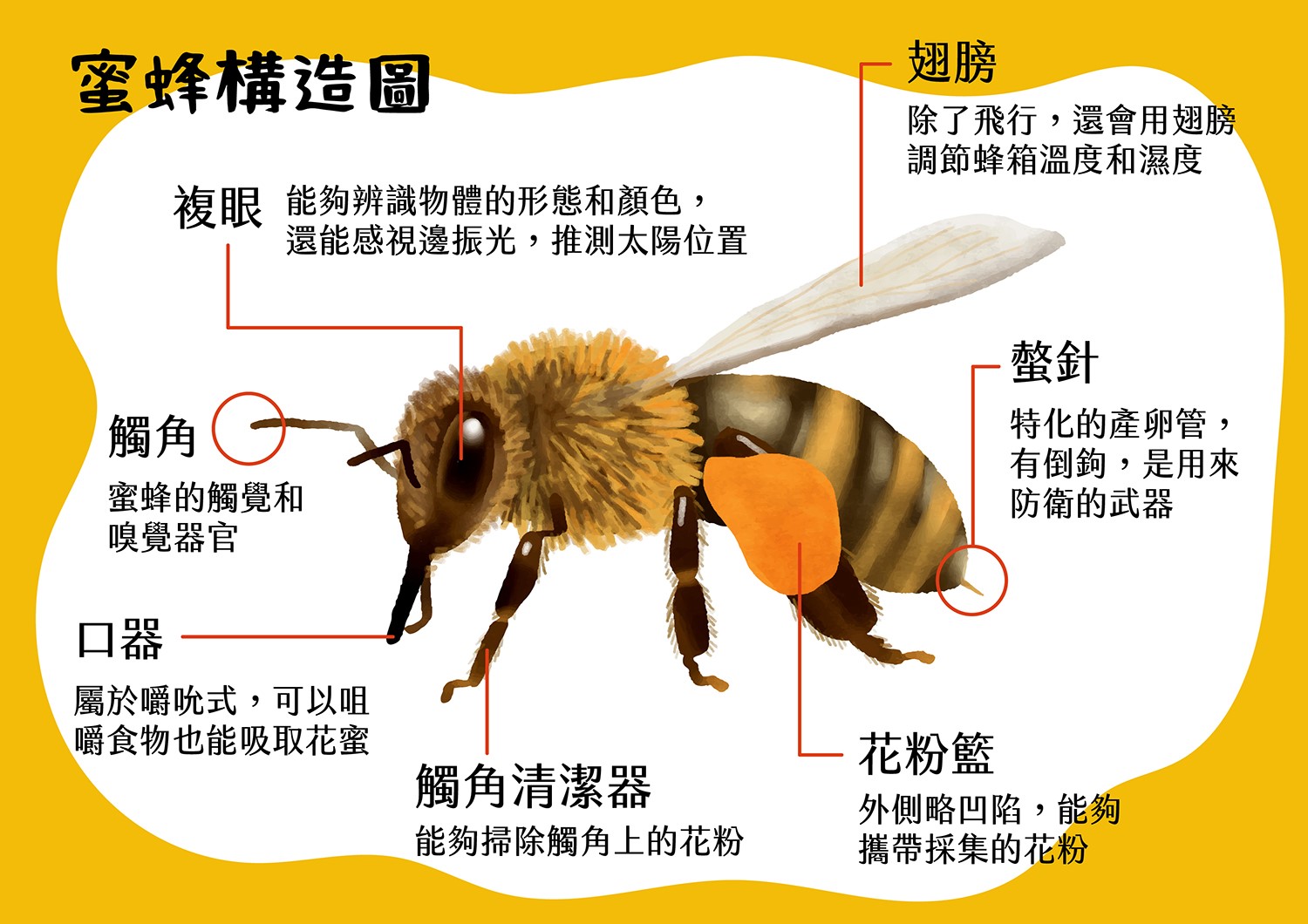 蜜蜂構造圖