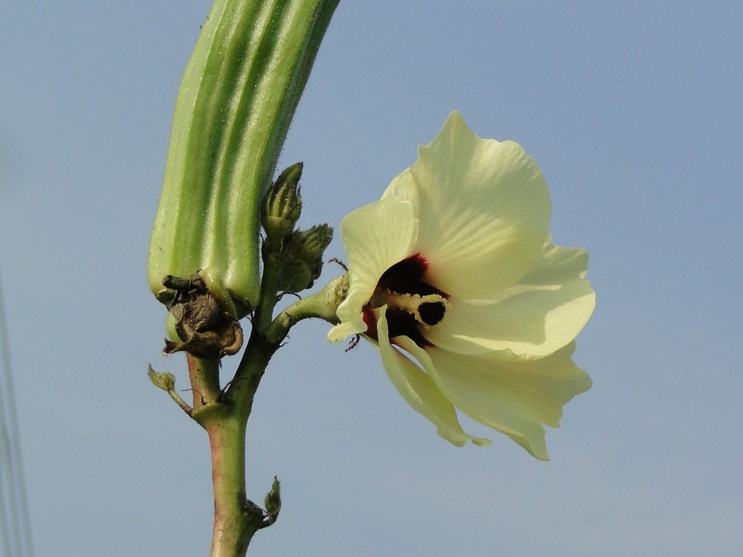 秋葵花