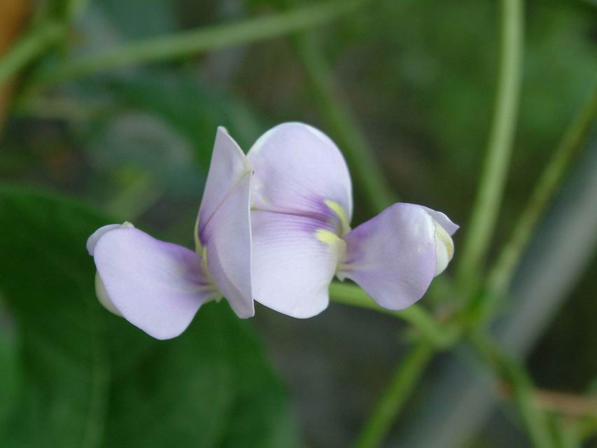 豇豆花