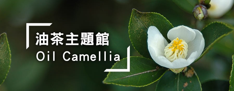 油茶