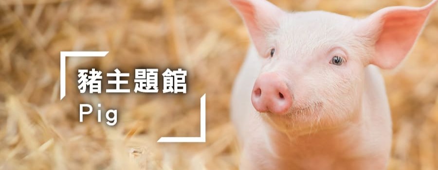 豬