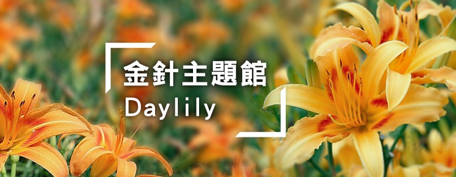 金針