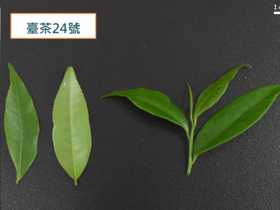 臺茶 24 號 (山蘊)