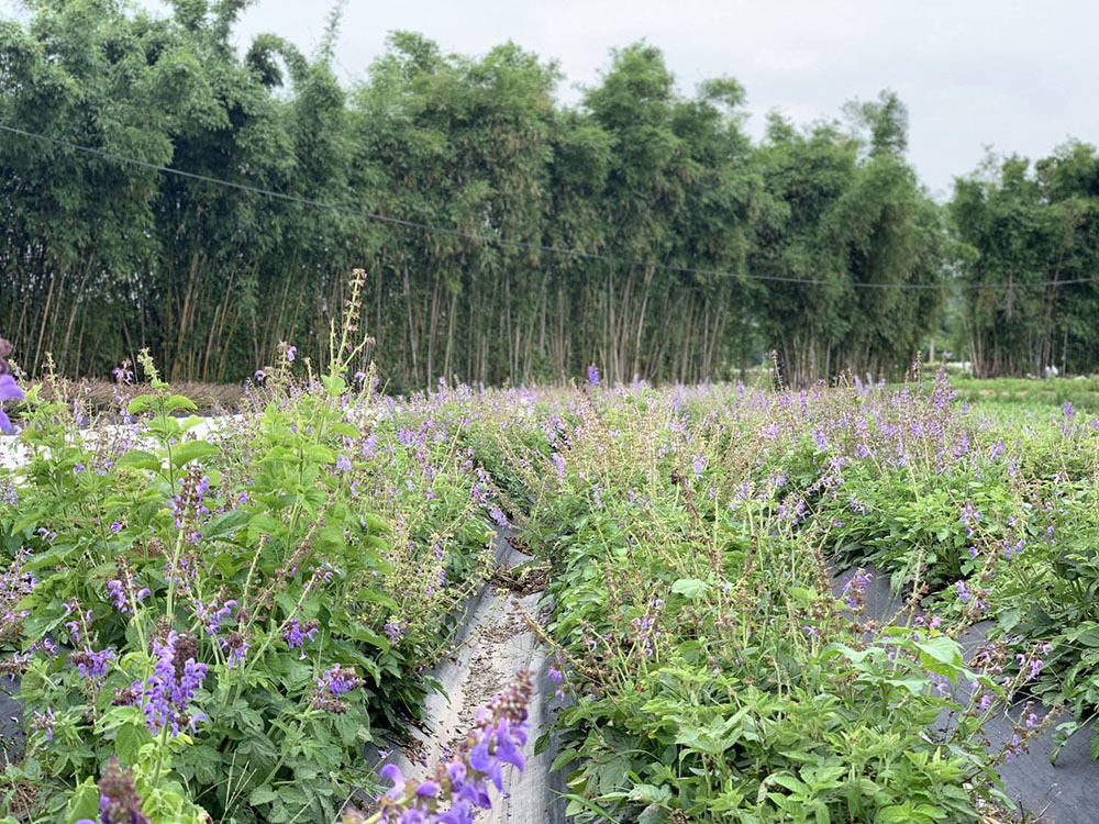 苑裡農會推廣種植丹蔘,紫色花海猶如薰衣草森林。(苑裡農會提供)