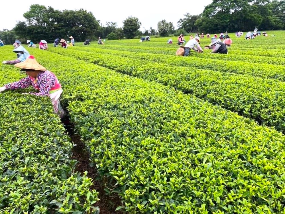遊龍潭,遊客不妨放慢腳步,深入體驗茶鄉風情。 (龍潭區農會提供)