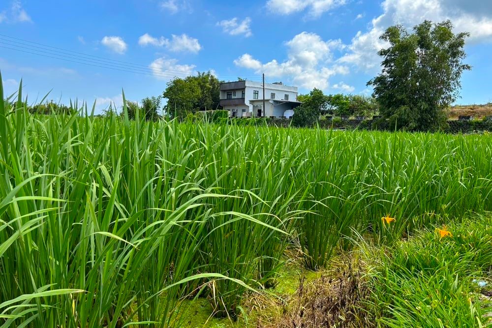 新北三芝茭白筍田