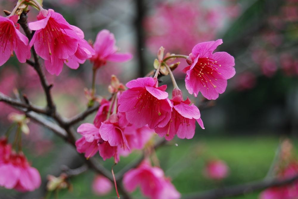 三芝櫻花之美聞名全臺。