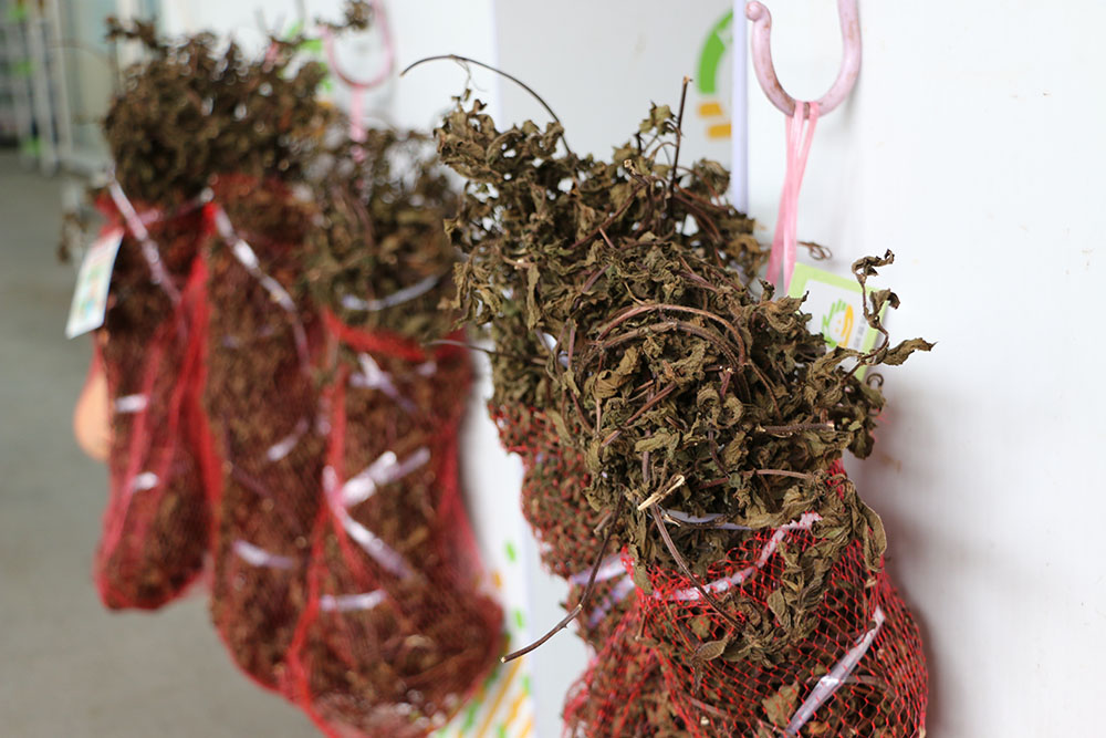 小農自家曬的仙草乾。