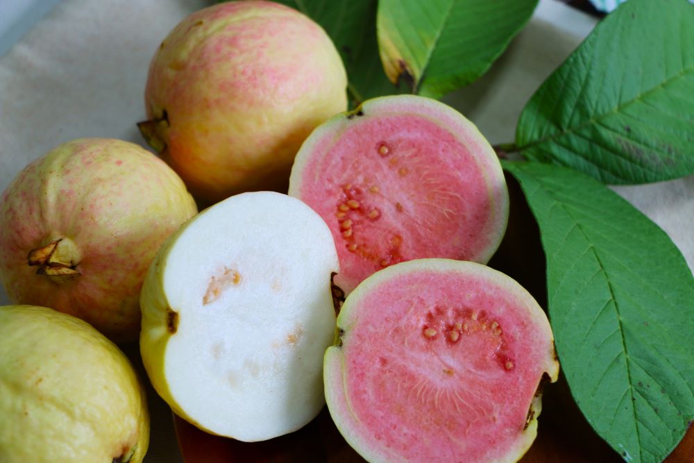 頭城「吹過海風」的芭樂，滋味與其他產區完全不同。