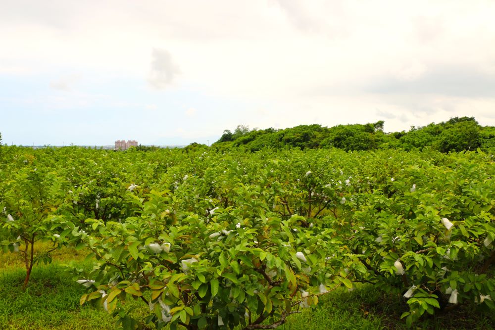 含有豐富微量元素的「鹽霧」，讓頭城芭樂長得頭好壯壯。