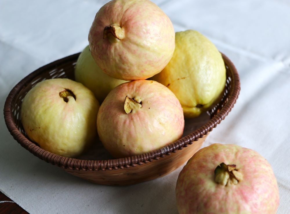 「鹽霧」籠罩下，頭城栽培的甜心芭樂、紅心芭樂別具風味。