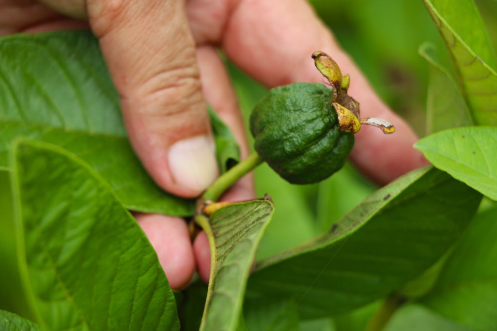 頭城芭樂果實長至橄欖大小就得套袋。