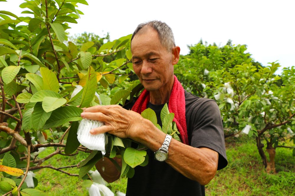 林天錫用心種出香甜的芭樂，今年獲得宜蘭縣甜心芭樂評鑑冠軍。