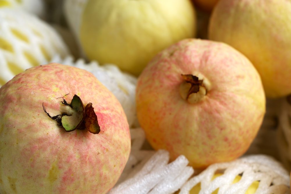 甜心芭樂若泛著胭脂般的紅暈，風味更濃郁香甜。