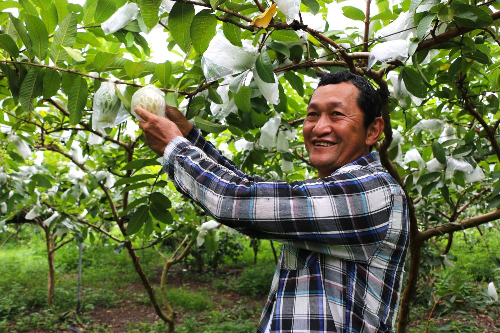 頭城農民林峰棋專注紅心芭樂栽培，品質嚴謹把關