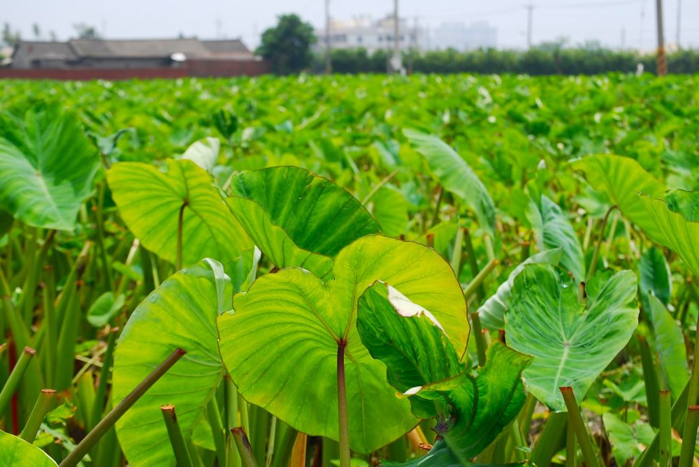 大甲可謂是栽培芋頭的「天選之地」。