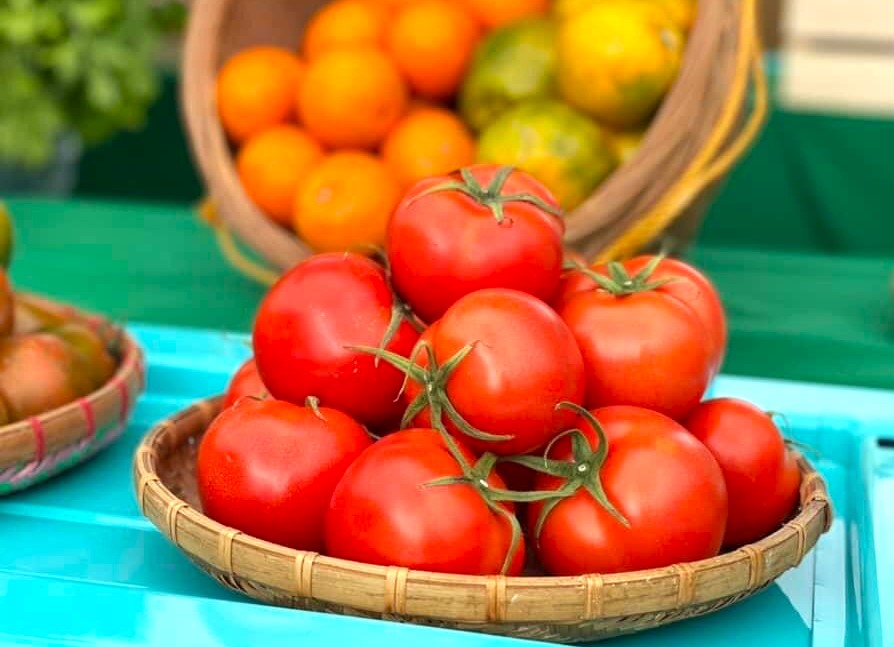 砂質土壤、潔淨水源,芎林種出來的番茄香甜軟Q。