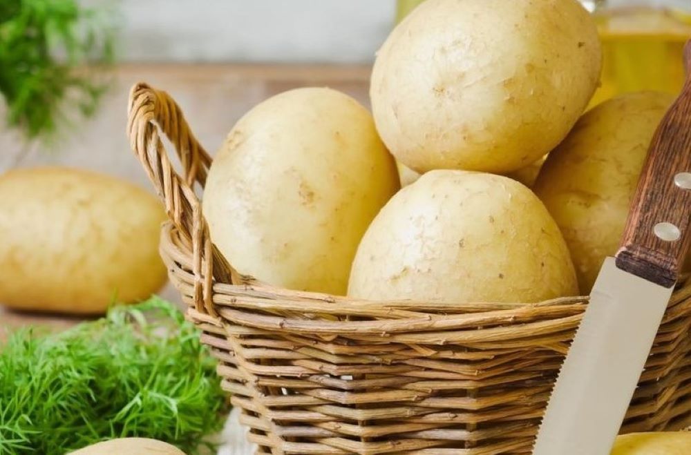 斗南本地鮮採的馬鈴薯口感鬆軟綿密。(斗南農會提供)