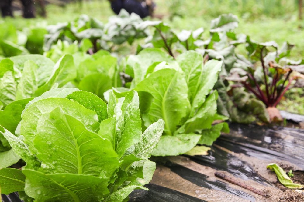 新北市樹林區農民林本舜有機栽培的蔬菜,元氣滿滿。