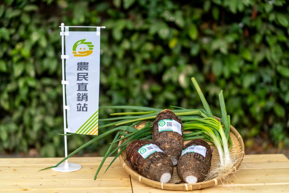 沖積扇的沙壤土質與強勁海風，使大安芋頭與青蔥品質優良