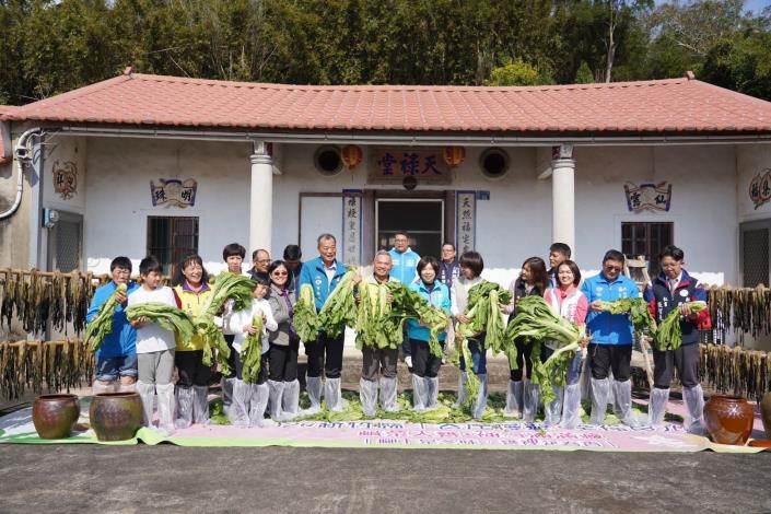 踩芥菜做鹹菜 踩芥菜做鹹菜