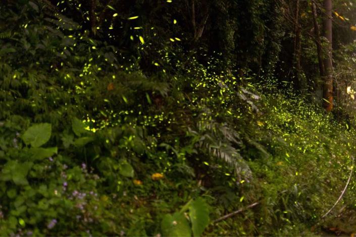 雲縣府成功守護華山土石流園區、華山山豬湖、竿蓁籠賞螢區、大湖底賞螢區、張師傅生態紅茶園等5處螢火蟲復育棲地,今年微光已點亮整座山林