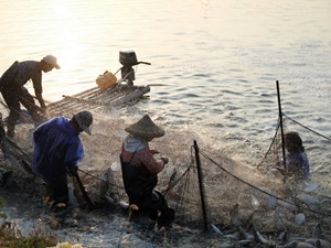 虱目魚為我國主要養殖魚類