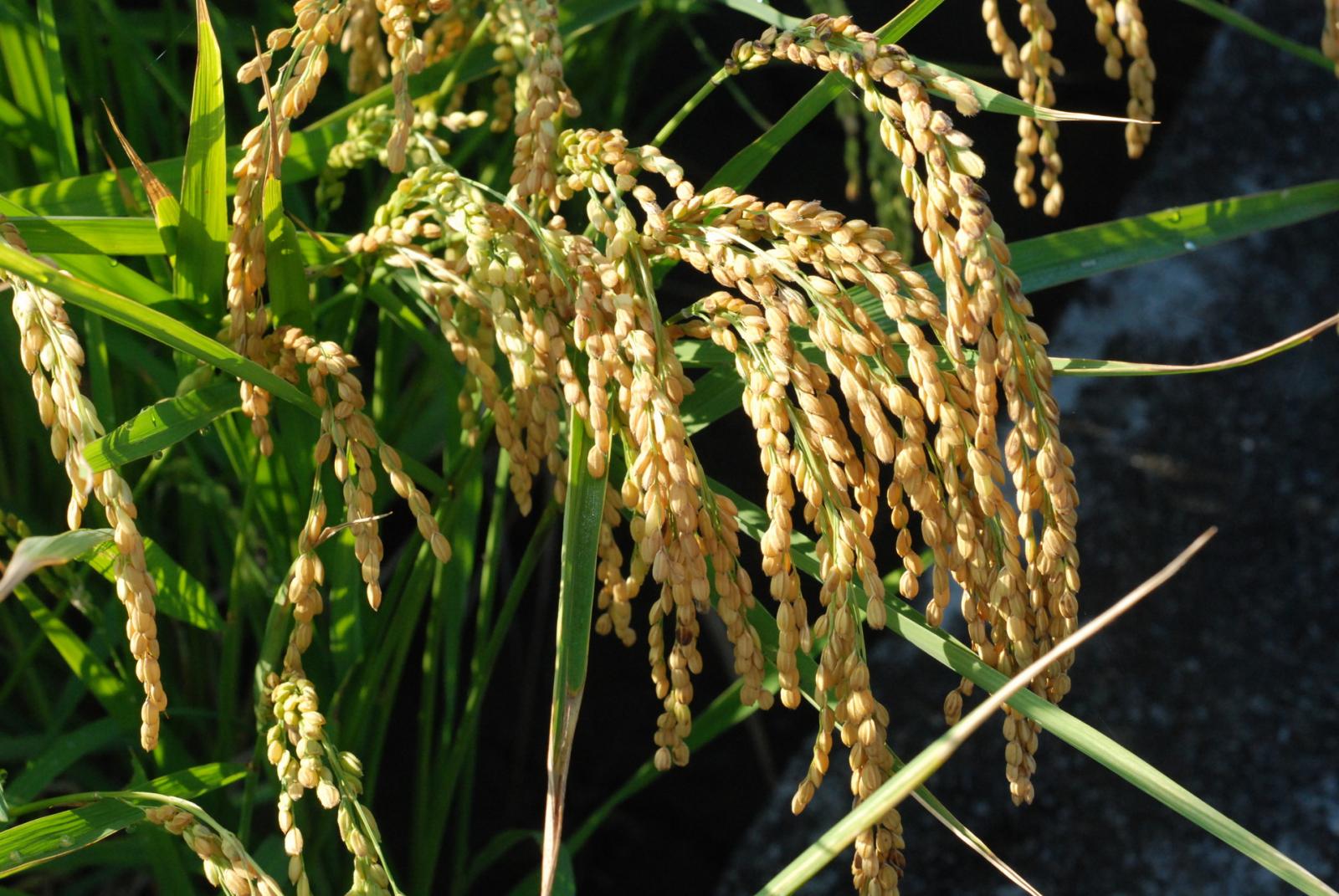 第二期的早期稻也將要成熟