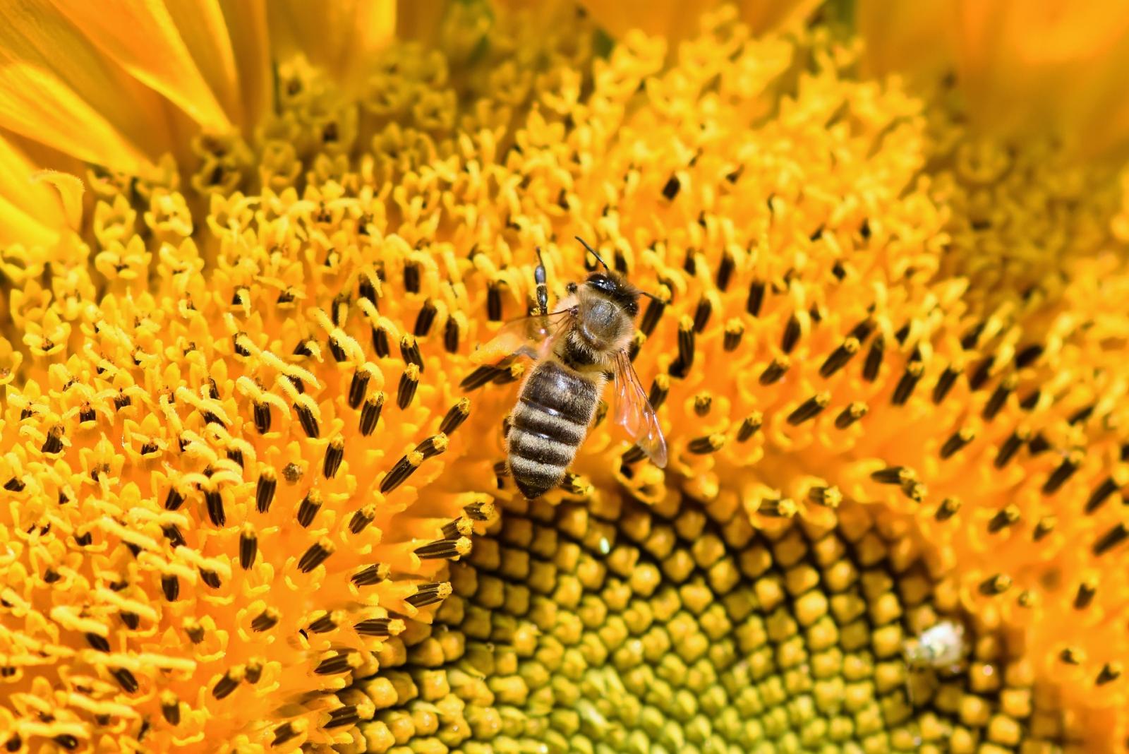 穿梭在花叢中的蜜蜂在大自然扮演不可或缺的角色。