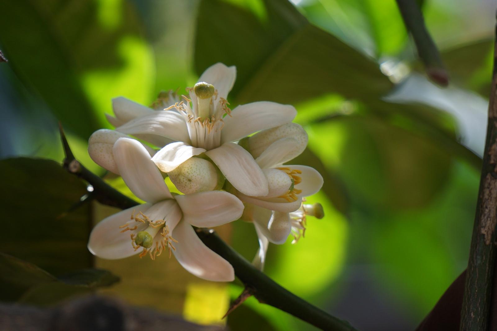 柑橘類花期在1月至3月，提供蜜蜂良好的繁育資源。