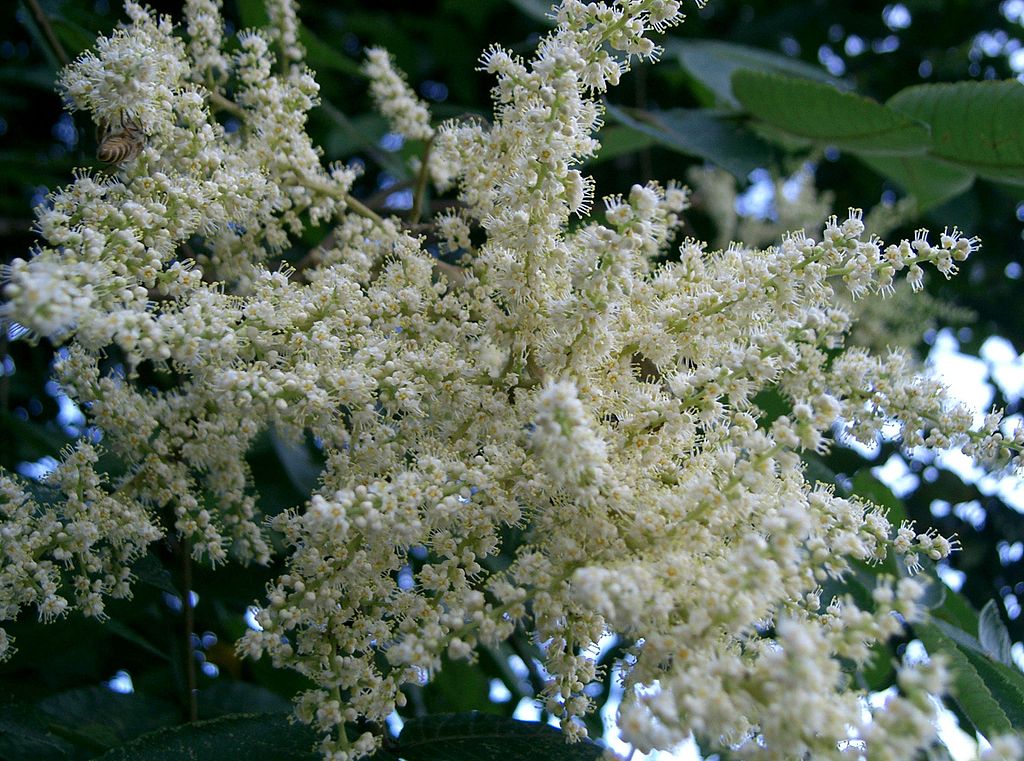 鹽膚木為台灣常見植物。(Photo / KENPEI.jpg)