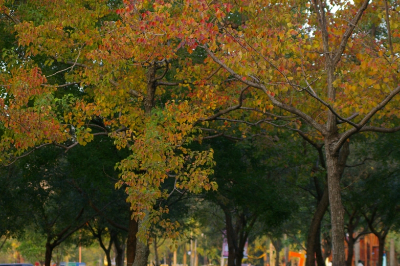 烏臼是常見的臺灣常見的樹木，葉片會依季節而變色。(Photo / 魚狗)