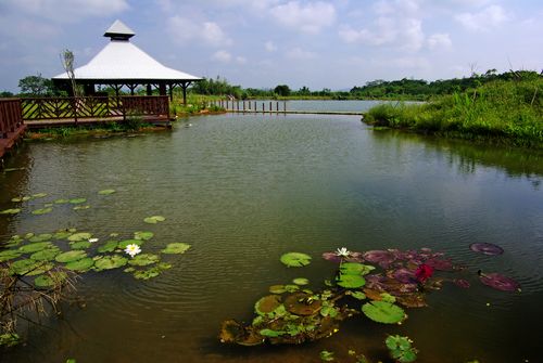 臺灣埤塘文化最發達的地方在桃園，圖為桃園八德埤塘生態公園。(Photo_Yes470818)