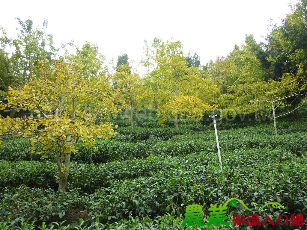 茶樹混植林木可增加水土保持。