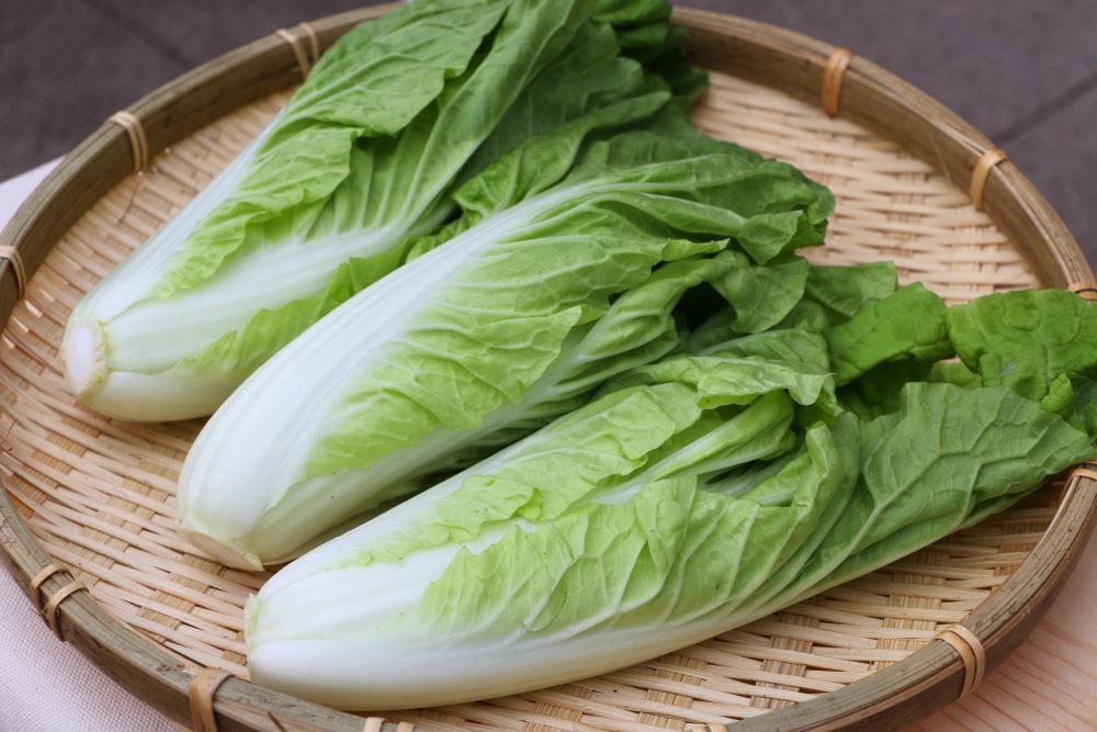白菜含豐富B群。