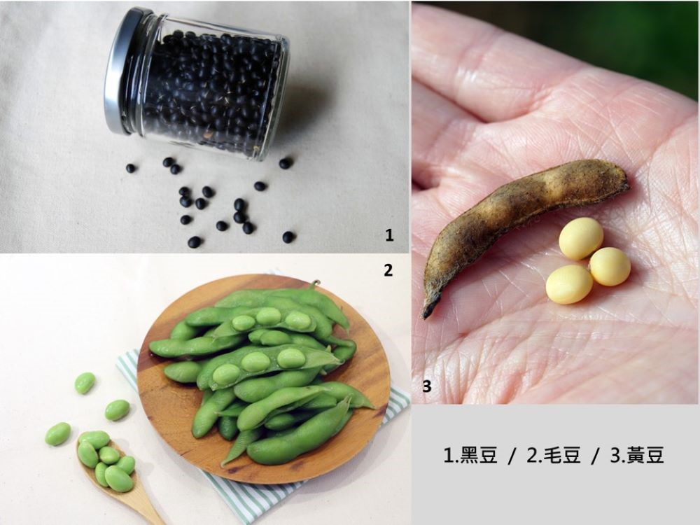 六大類食物「豆魚蛋肉」中的「豆」，指的是黃豆、黑豆及毛豆。